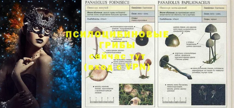 Псилоцибиновые грибы MAGIC MUSHROOMS  omg как войти  Калининск  что такое наркотик 